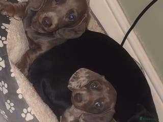 Miniature Dachshund dogs Mini dachshund kc registered - Advert 2
