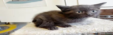 British Longhair Kitten 7