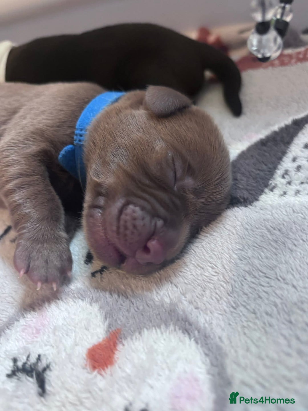 Labrador Retriever dogs for sale: Beautiful pedigree labrador puppies  - Image 24