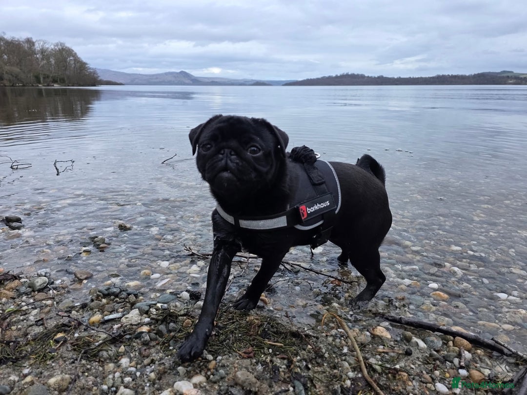 Pug dogs for stud: Pug for stud only  - Advert 4