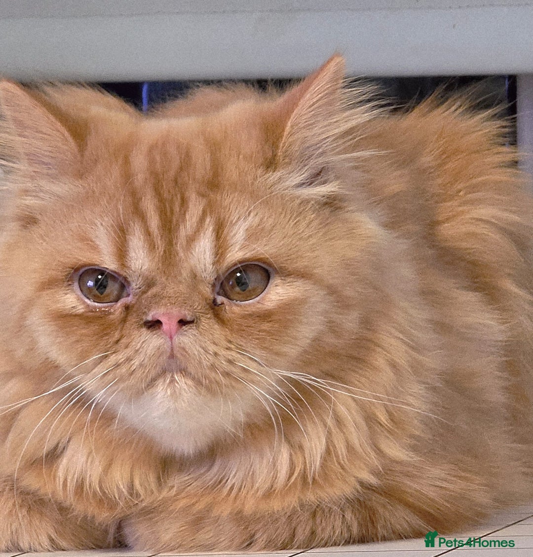 Persian cats for sale: Ginger Red Male Persian Kitten for Loving Home in London - Image 3