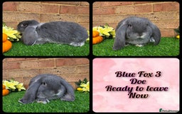 French Lop rabbits for sale: Fully Pedigree French Lops - Advert 7