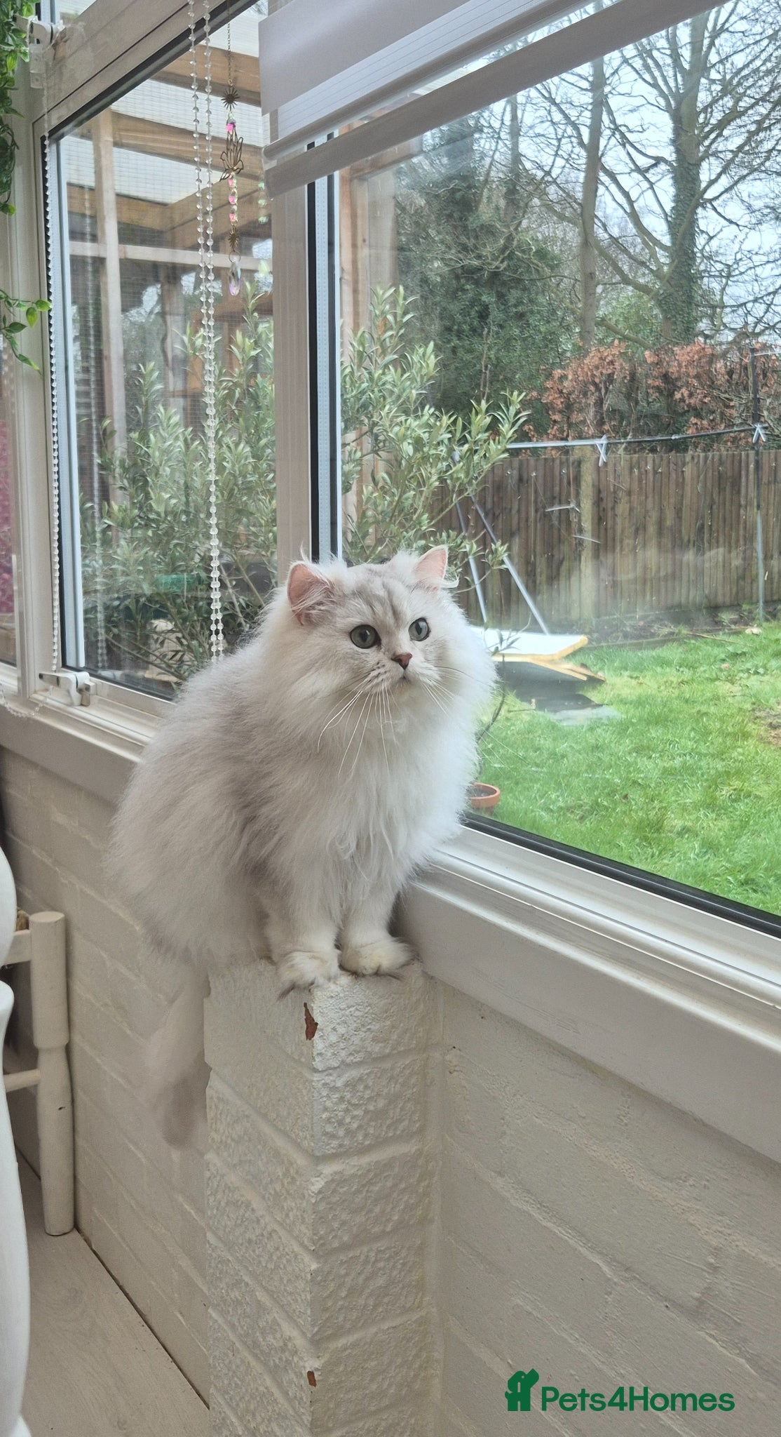 British Longhair cats Loving British Longhair Sweetheart  - Advert 1