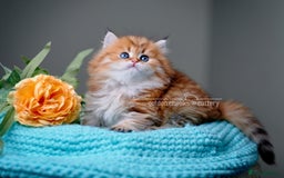 British Shorthair cats for sale: Show Quality Golden Shaded Kittens - Image 11