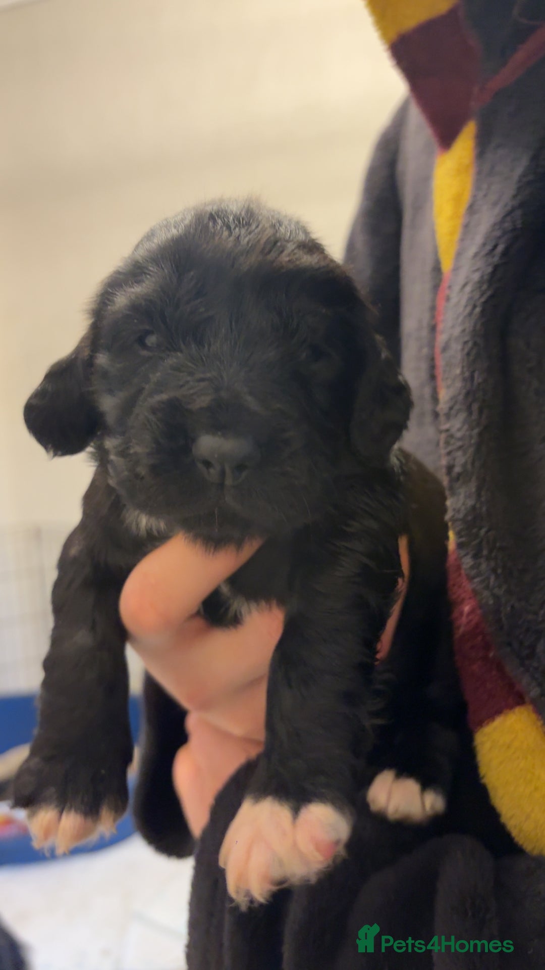 Cocker Spaniel dogs for sale: Cocker spaniel puppies - Advert 21