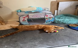 Domestic Shorthair cats for sale: Ginge male cat 2 years old  - Image 6