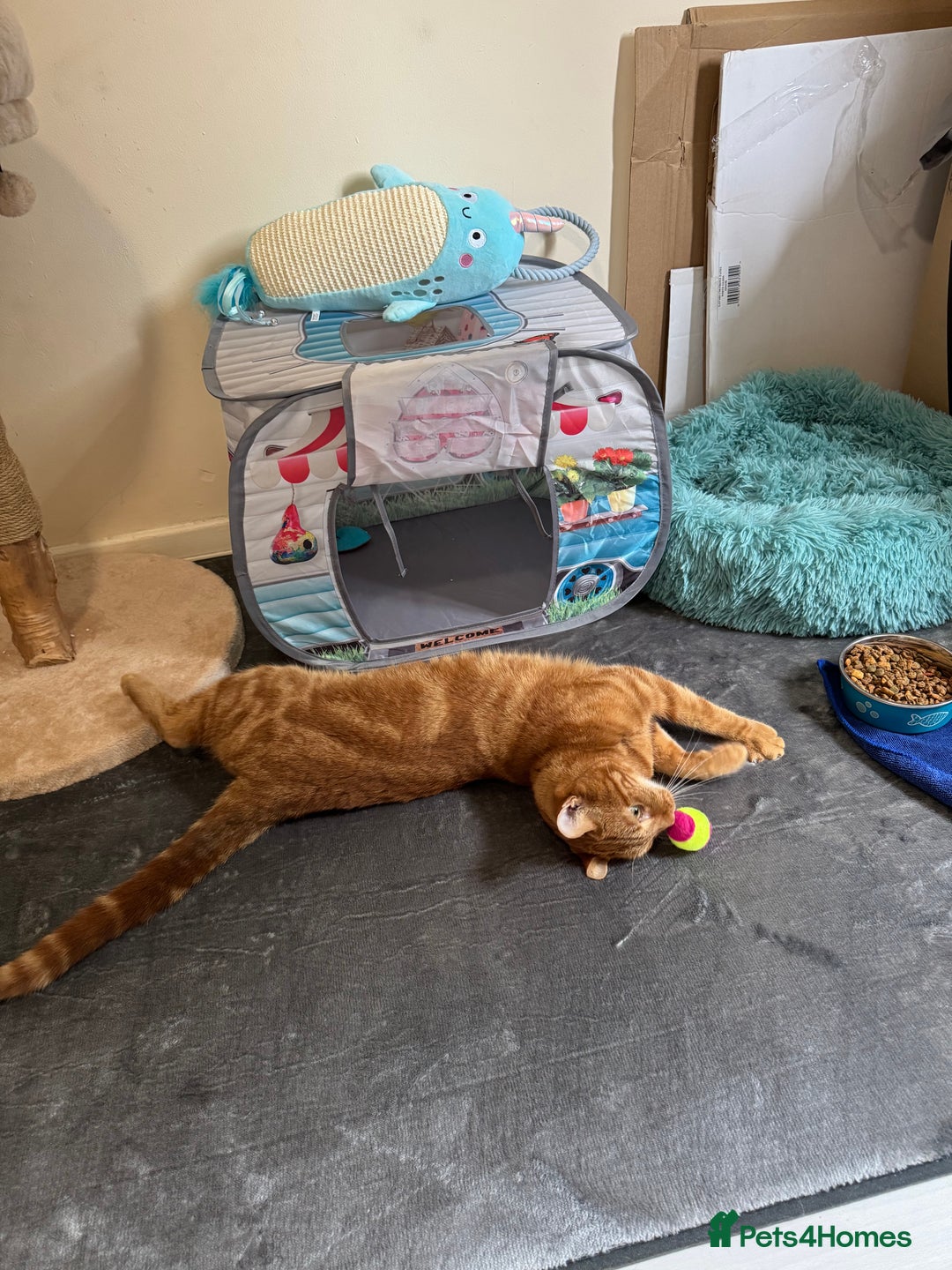 Domestic Shorthair cats for sale: Ginge male cat 2 years old  - Image 6