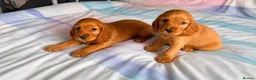 Cocker Spaniel dogs for sale: Cocker spaniel puppies in London - Advert 4