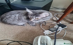 Maine Coon cats for sale: Stunning male Mainecoon  - Image 4