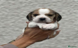 Beagle dogs for sale: KC reg beagle puppies - Image 5