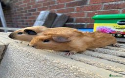 Guinea Pig rodents for sale: Funky guinea pigs - Image 2