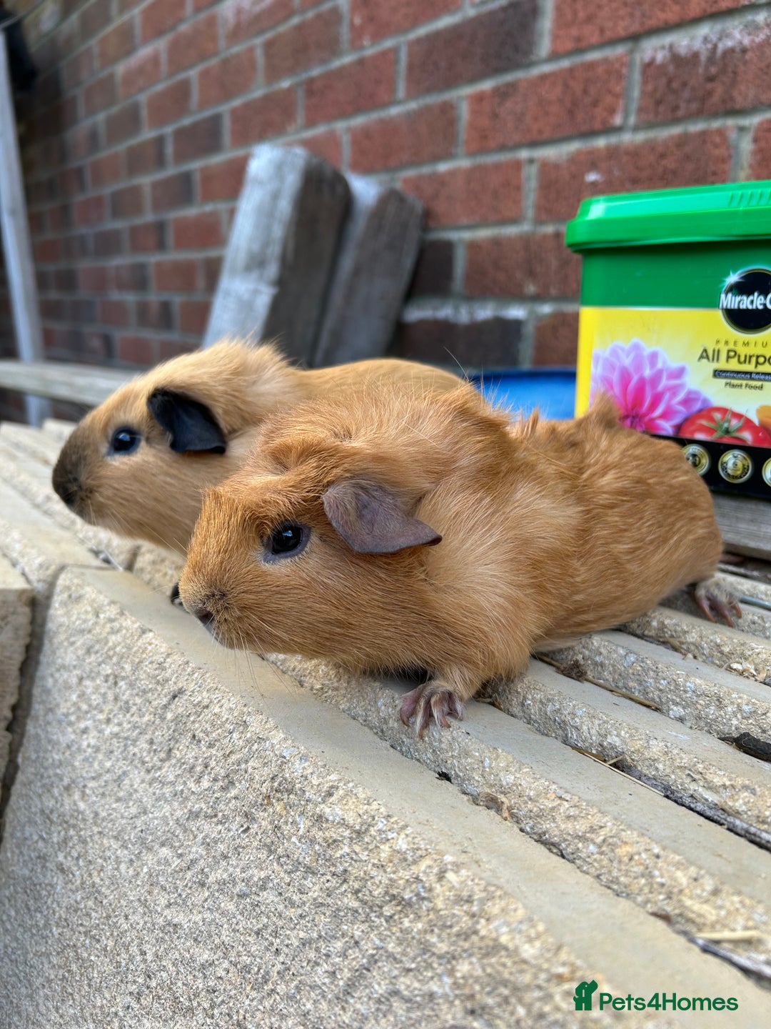 Guinea Pig rodents for sale: Funky guinea pigs - Image 2