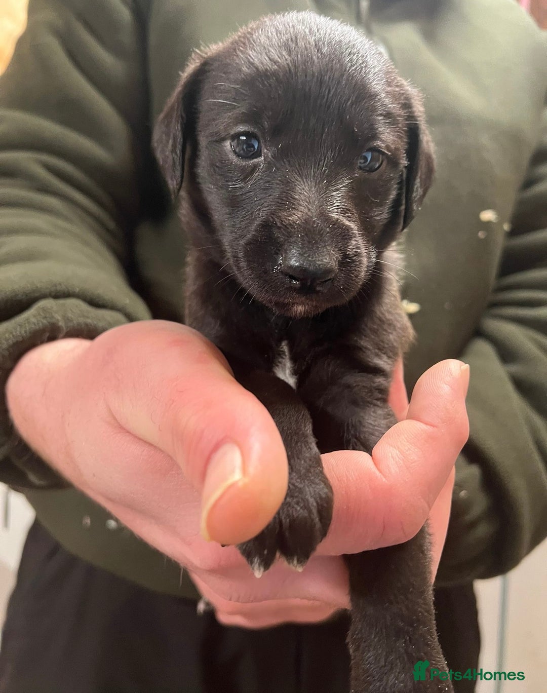 Mixed Breed dogs for sale: F1 Beddy whippets  - Advert 11