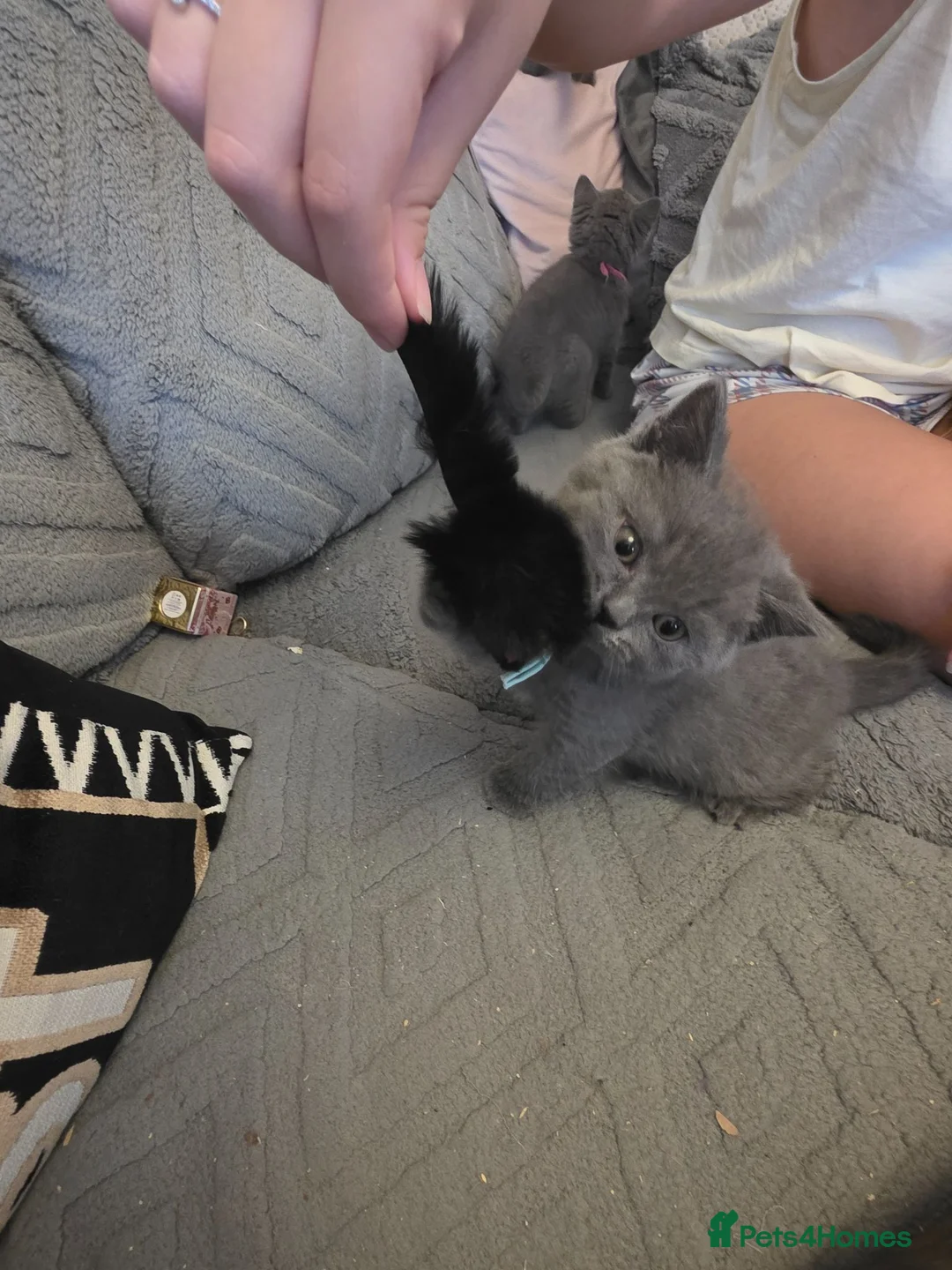 British Shorthair cats for sale: BSH kittens ready now 3 lilac 3 blue male &females - Advert 26