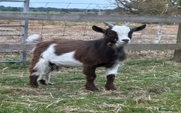 Goats livestock for sale: Pygmy billy goat for sale - Image 2