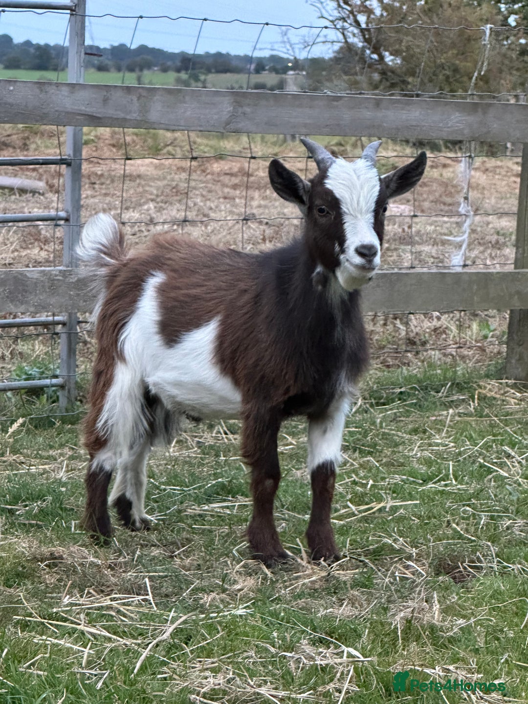 Goats livestock for sale: Pygmy billy goat for sale - Image 2