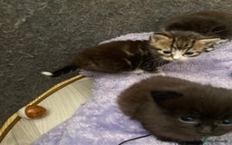 Mixed Breed cats for sale: 3 beautiful kittens  - Image 4