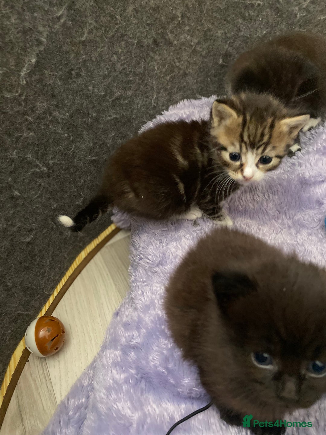 Mixed Breed cats for sale: 3 beautiful kittens  - Image 4
