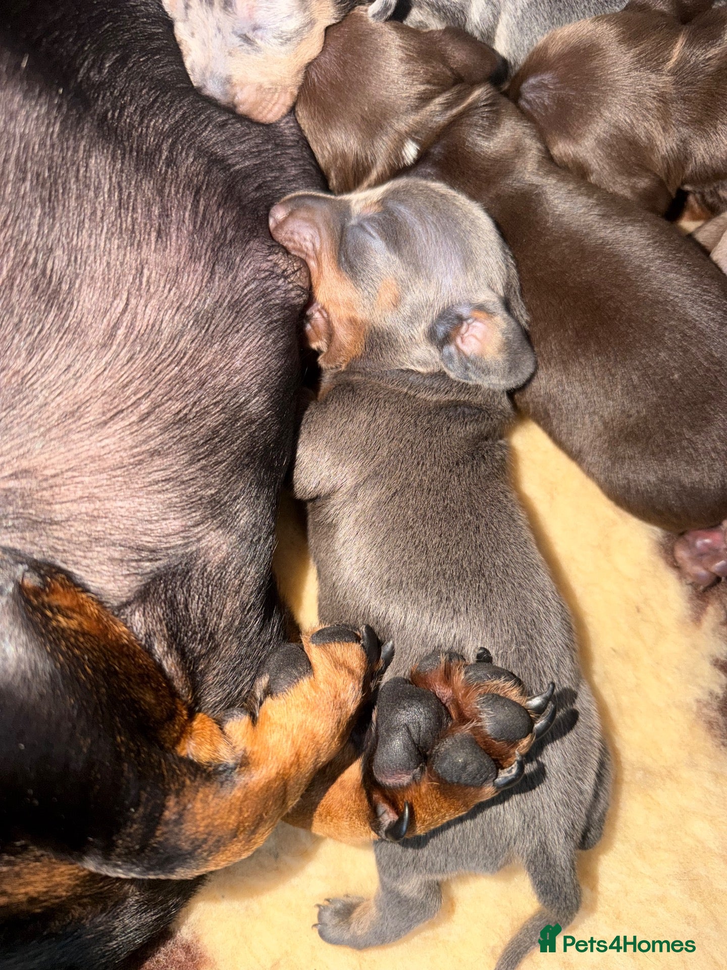 Miniature Dachshund dogs Beautiful Miniature Dachshund Puppies 🐶 - Advert 18