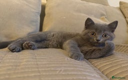 British Longhair cats for sale: 🐾 Adorable British Longhair Kittens  - Image 8