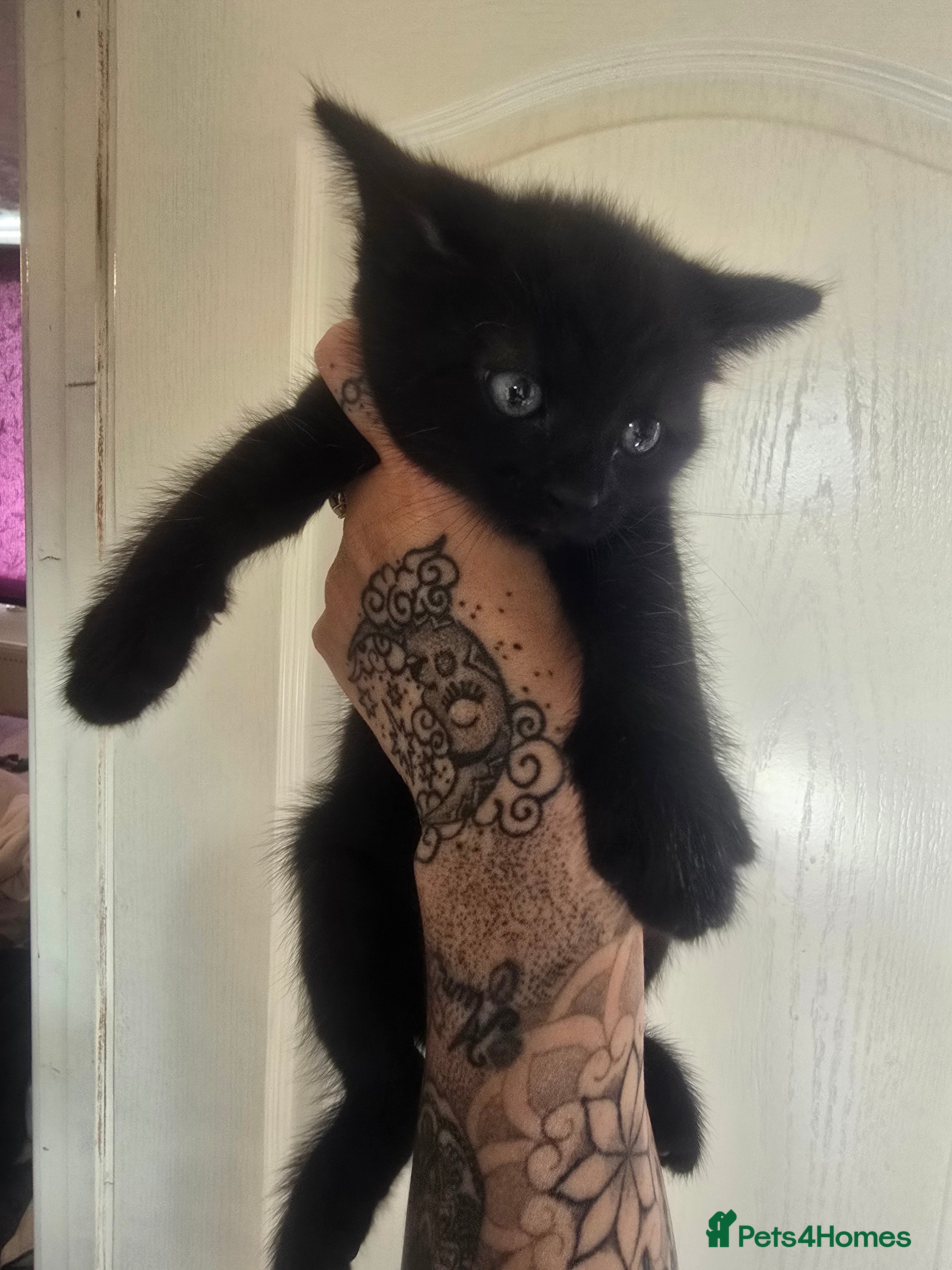 Mixed Breed cats for sale: 5 beautiful kittens looking for their forever home in Fleetwood - Advert 13
