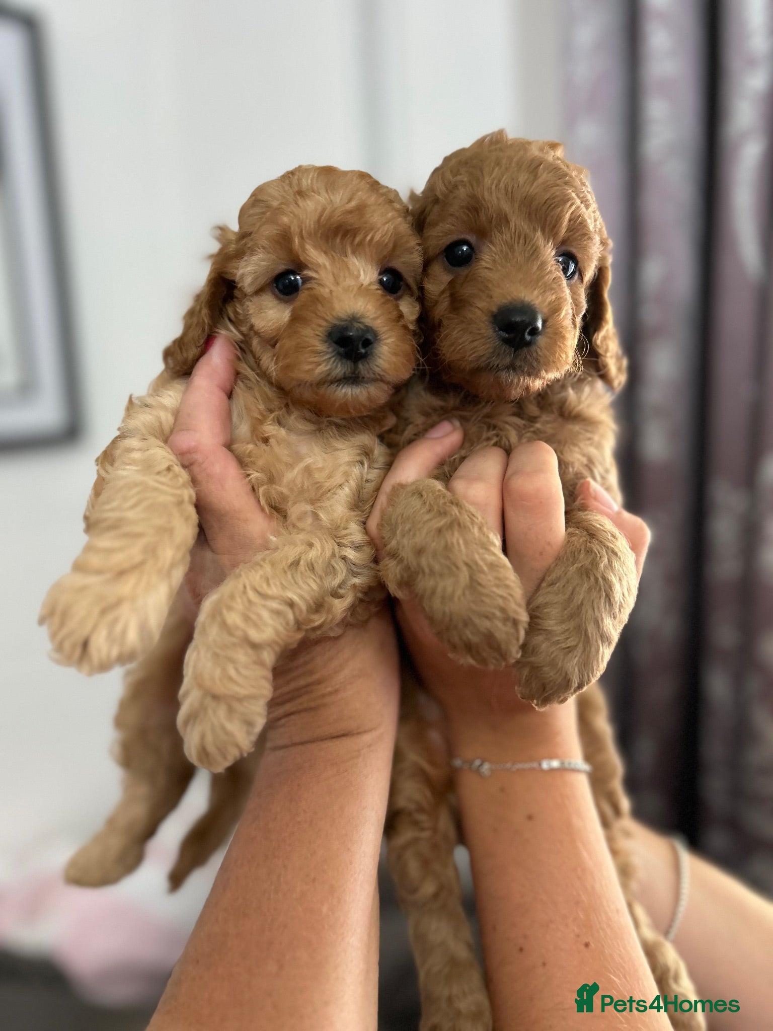Cockapoo dogs Cockapoo Pups boys and girls - Advert 1