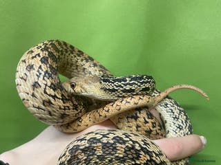 Snake reptiles Rainbow boa & Gopher snake - Advert 1
