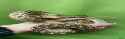 Snake reptiles for sale: Gopher snake - Advert 1