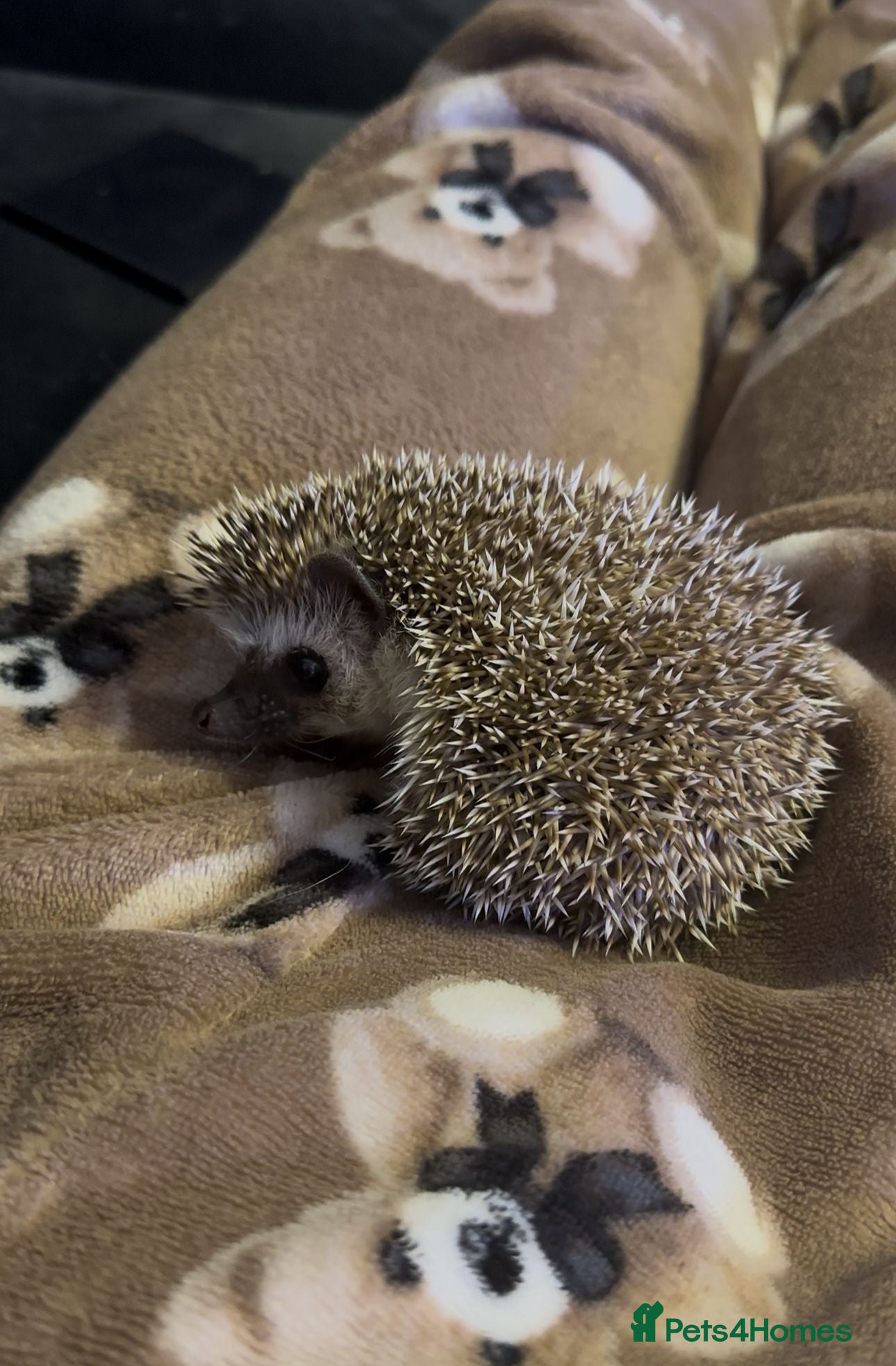 Pygmy Hedgehog rodents Male pygmy hedgehog (sold)  - Advert 19
