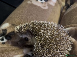 Pygmy Hedgehog rodents Male pygmy hedgehog for sale - Advert 1