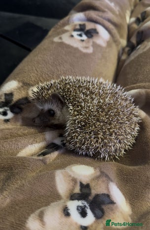 Pygmy Hedgehog rodents Male pygmy hedgehog for sale - Advert 2