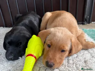 Labrador Retriever dogs FOX RED BOY AVAILABLE - Advert 1