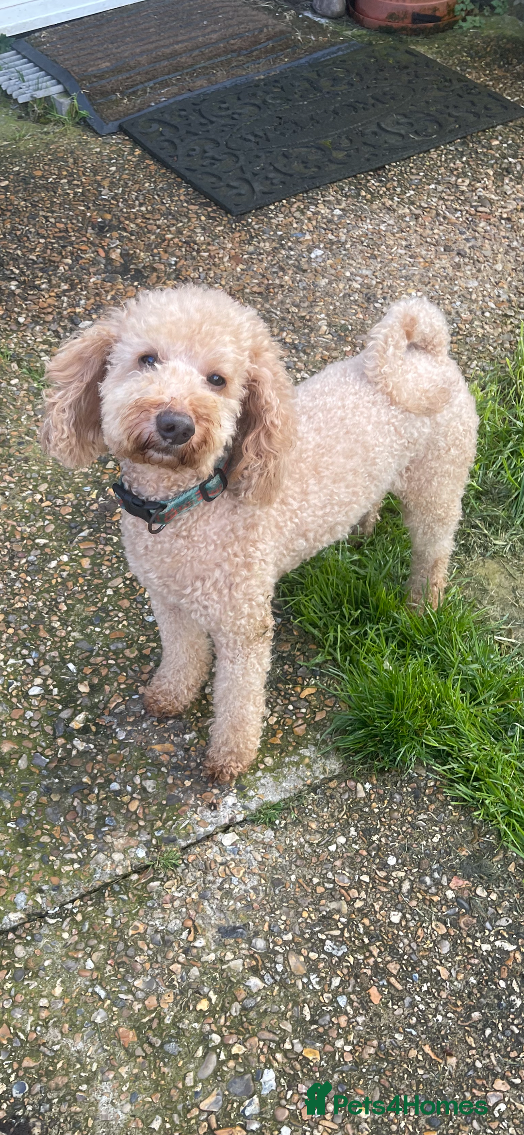 Toy Poodle dogs for sale: Beautiful Toy Poodle Pups  - Advert 17