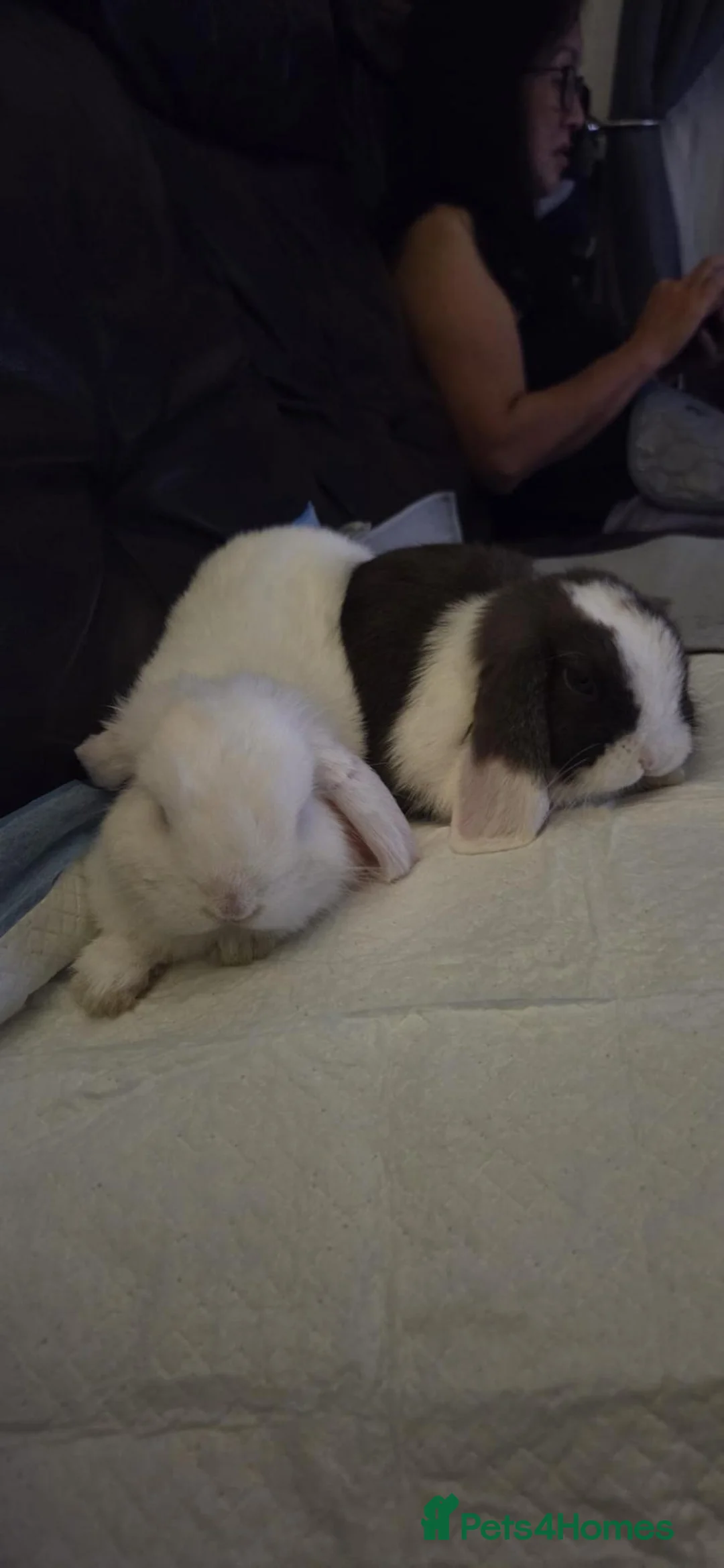 Mini Lop rabbits for sale: 2 Male Mini Lops Brothers🐰   in West Wickham - Advert 3
