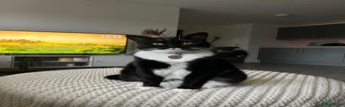 Mixed Breed 2