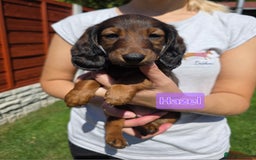 Dachshund dogs for sale: Red long-haired standard dachshund puppies - Image 16