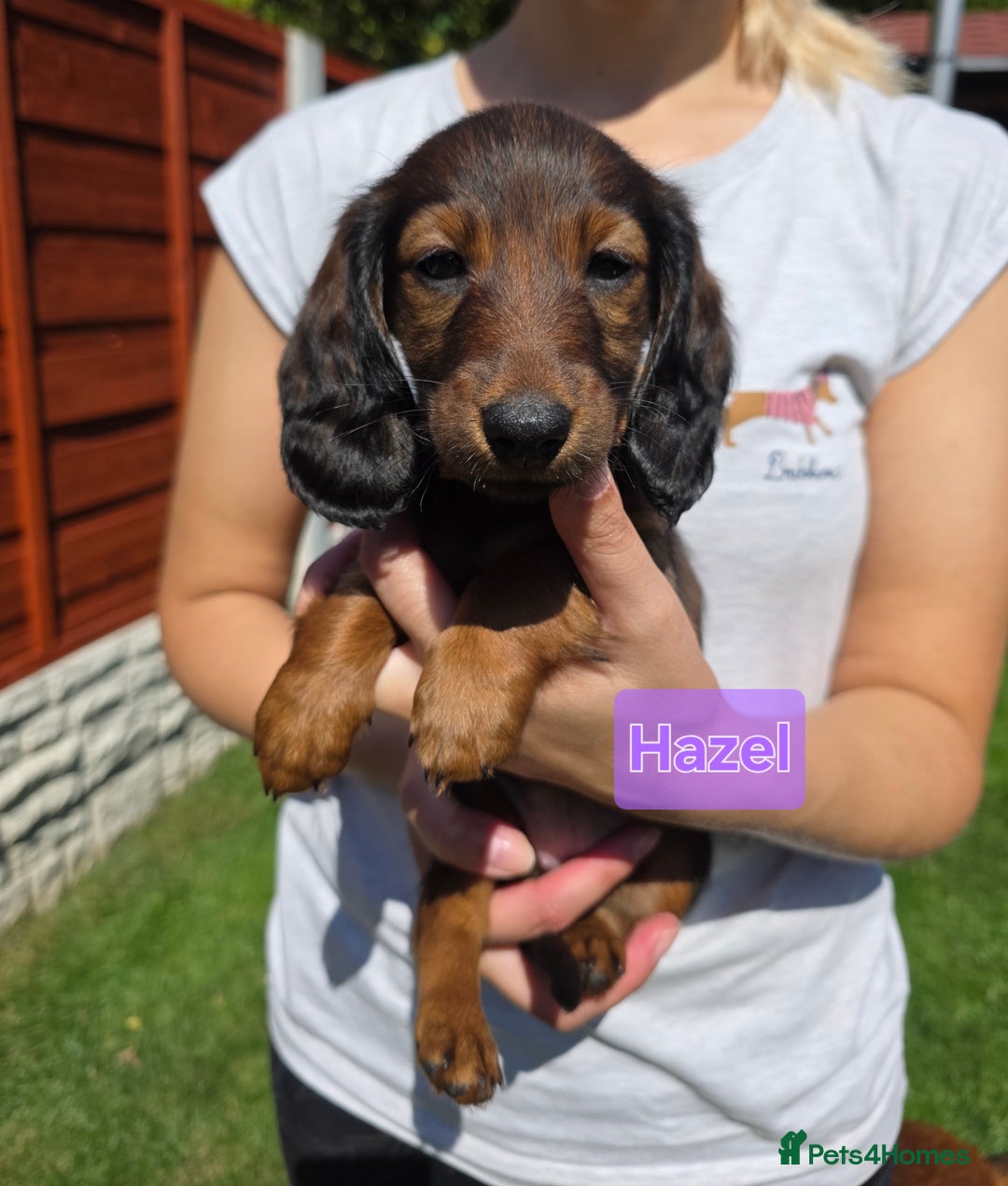 Dachshund dogs for sale: Red long-haired standard dachshund puppies - Image 16