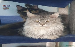 Maine Coon cats for sale: Last 3 Girls!! - Image 4