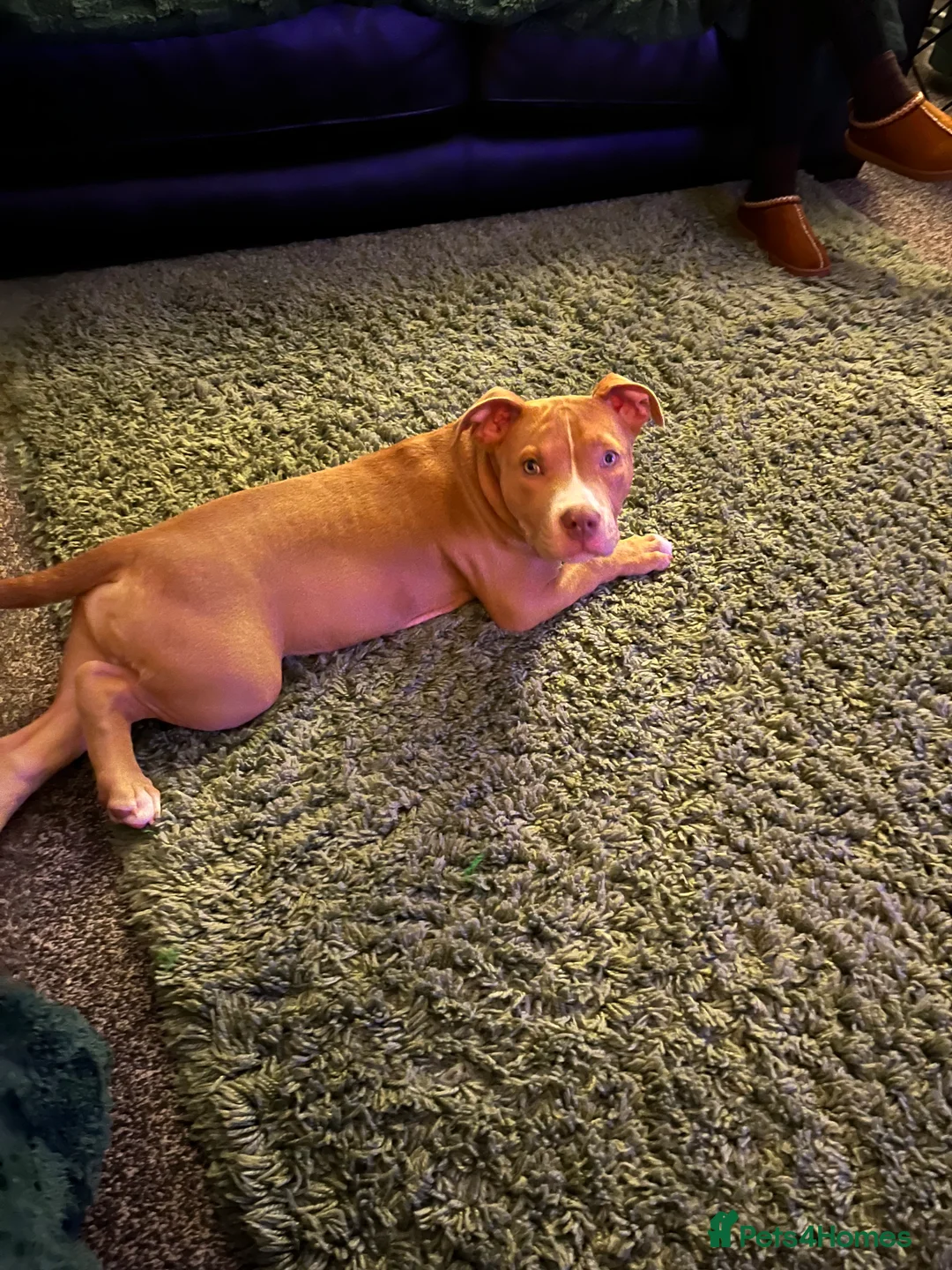 Staffordshire Bull Terrier dogs for sale: Male staffy  - Advert 6