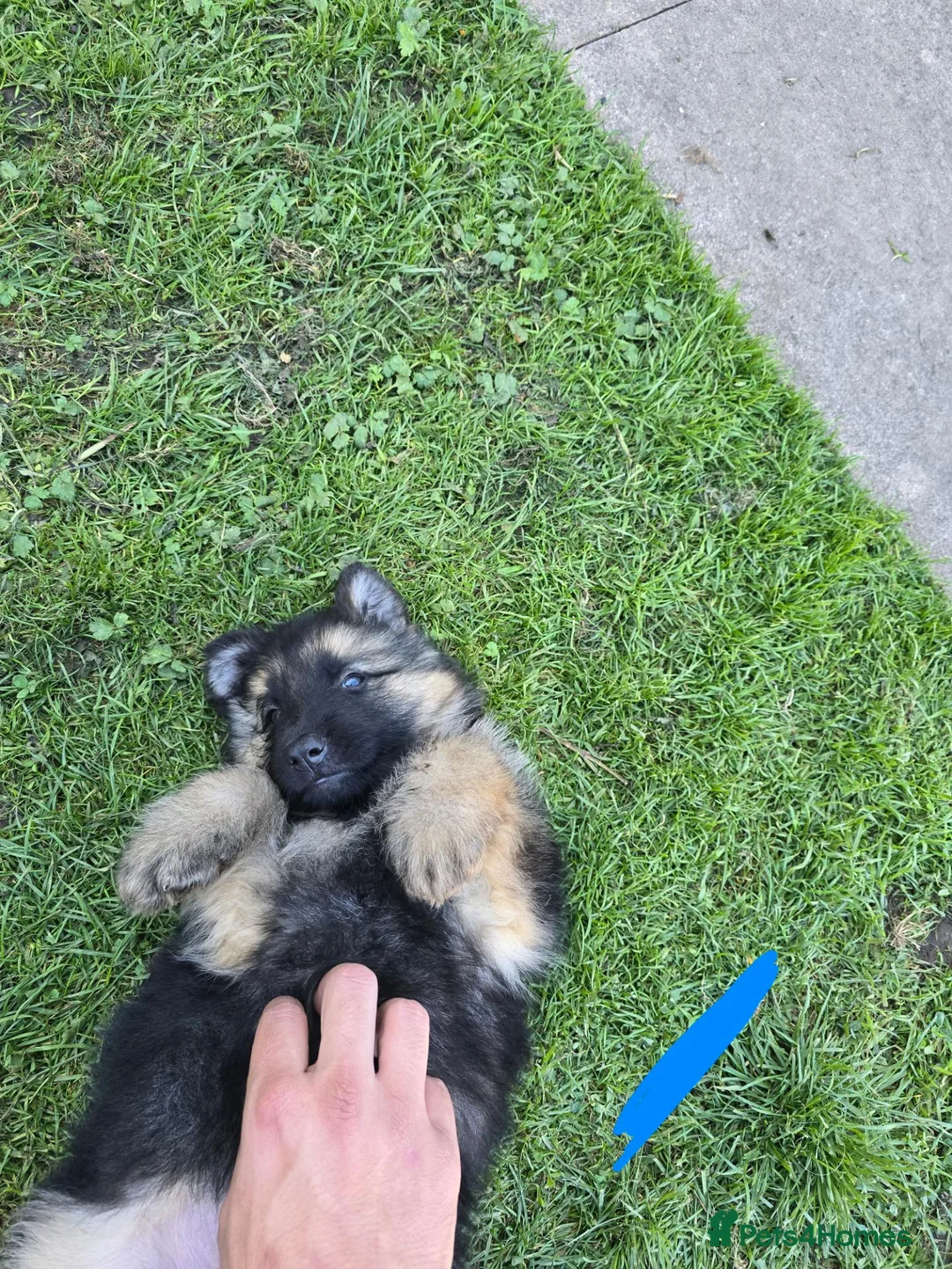 German Shepherd dogs for sale: German Shepherd Puppies 3 Males & 2 Females in York - Advert 11