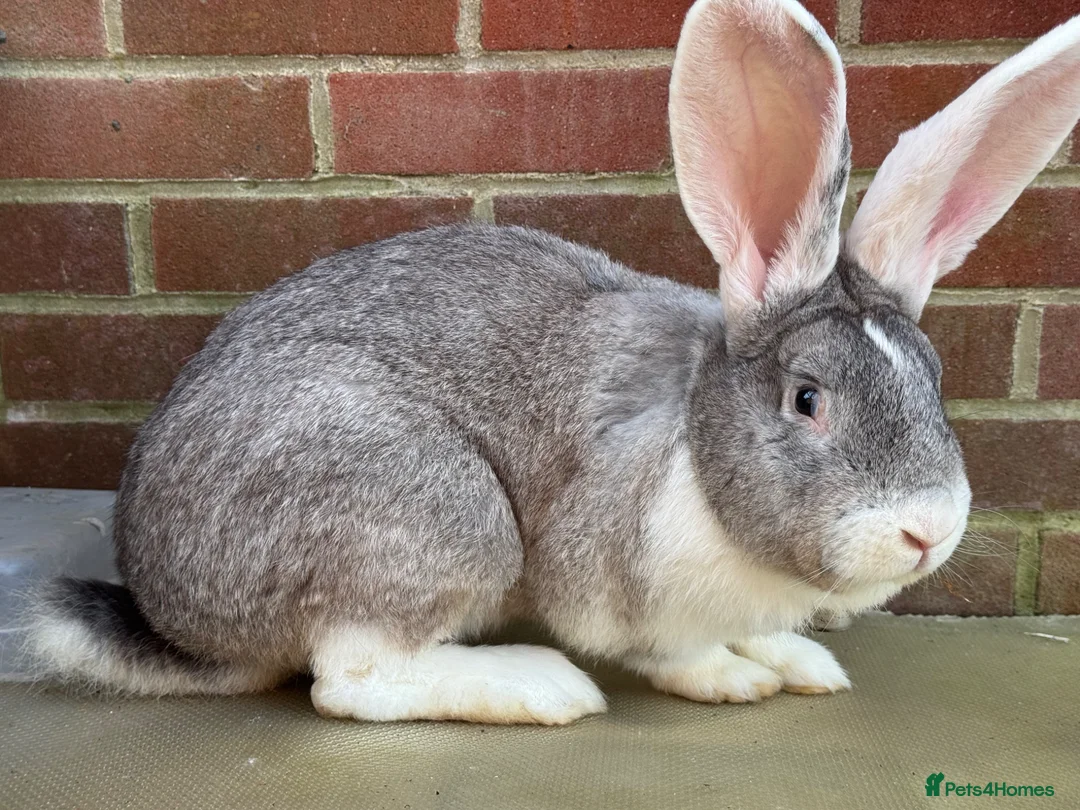 Mixed Breed rabbits for sale: Giant rabbit  in Basingstoke - Advert 2