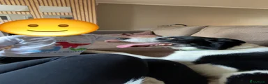 Border Collie 1