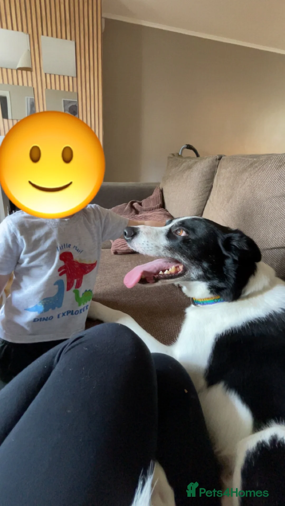 Border Collie dogs for sale: Sonny - Border collie  - Advert 2