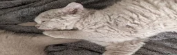 Selkirk Rex cats for sale: 😻 Stunning Selkirk Rex Kittens 😻 - Advert 4