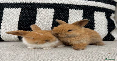 Mini Lop rabbits - Advert 4