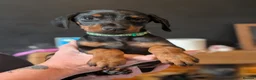 Dobermann dogs for sale: doberman puppies - ready this week 🐾 - Advert 3