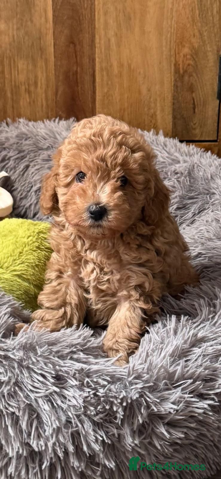 Toy Poodle dogs Toy Poodle puppies, male x2, ready now - Advert 2