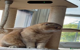 Scottish Fold cats for sale: Beautiful Scottish Fold Cat Looking 4 Loving Home - Image 4