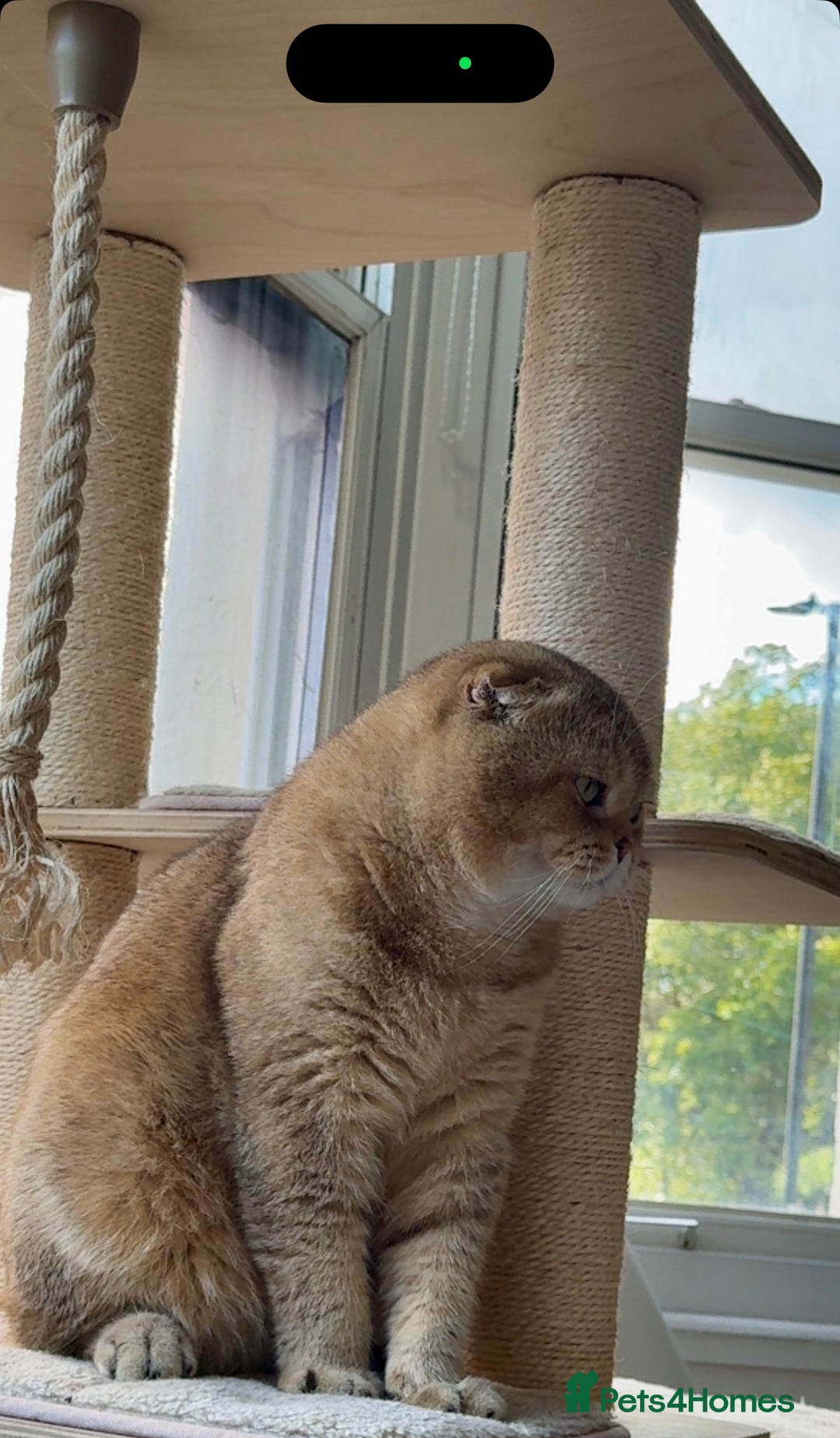 Scottish Fold cats for sale: Beautiful Scottish Fold Cat Looking 4 Loving Home - Image 4