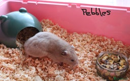 Hamster rodents for sale: Syrian Hamsters – various ages - Image 6